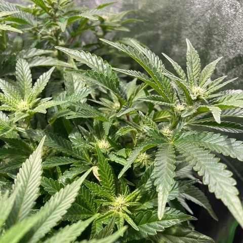 Blueberry growlog timeline photo
