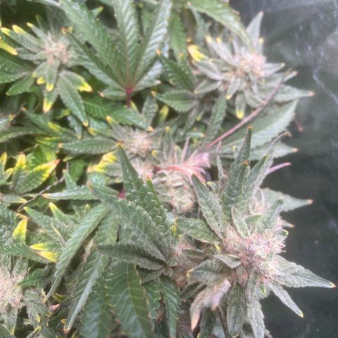 Blueberry growlog timeline photo