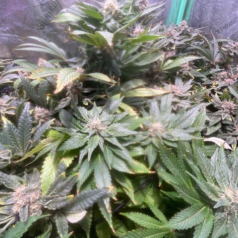 kk growlog timeline photo