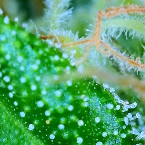 kk growlog photo: scoped