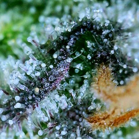 Blueberry growlog photo: scoped