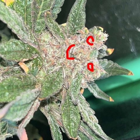 Blueberry growlog timeline photo