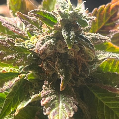 kk growlog timeline photo
