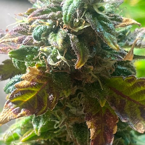kk growlog timeline photo