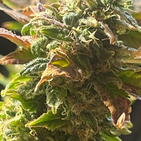 kk growlog timeline photo
