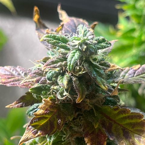 kk growlog timeline photo