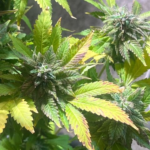 kk growlog timeline photo