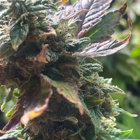 kk growlog timeline photo