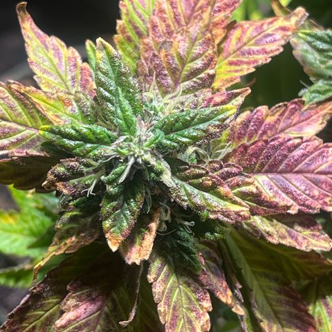 kk growlog timeline photo