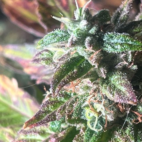 kk growlog timeline photo