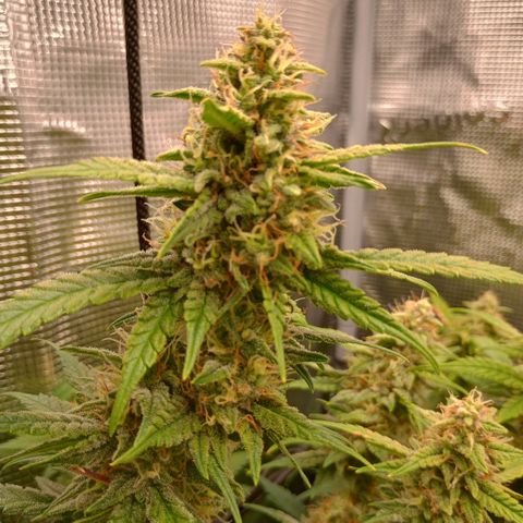 Pineapple Express  growlog timeline photo