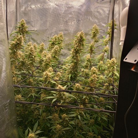 Pineapple Express  growlog timeline photo
