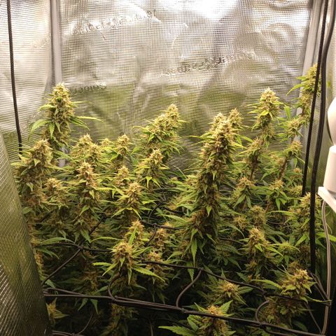 Pineapple Express  growlog photo: Maybe a week or less from harvest 