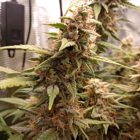 Pineapple Express  growlog photo: Maybe a week left before harvest