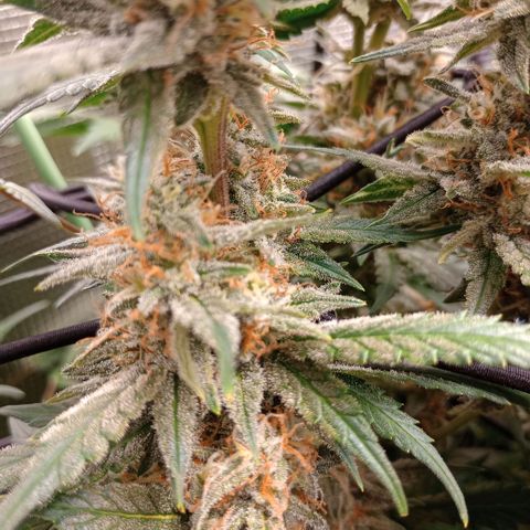 Pineapple Express  growlog photo: Maybe a week left before harvest