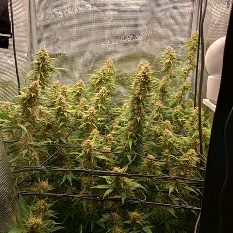 Pineapple Express  growlog photo: Maybe a week more but I think it could be sooner