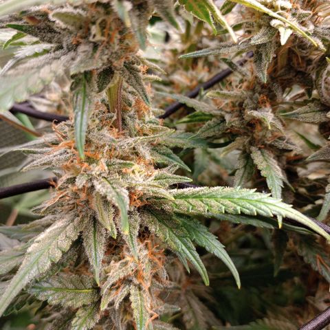 Pineapple Express  growlog timeline photo