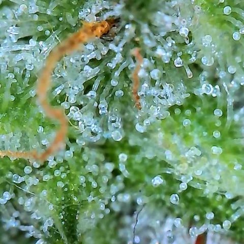 Pineapple Express  growlog photo: I'll give it at the most another week. Almost ready! Can't wait!