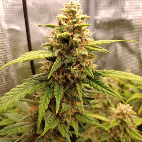Pineapple Express  growlog timeline photo