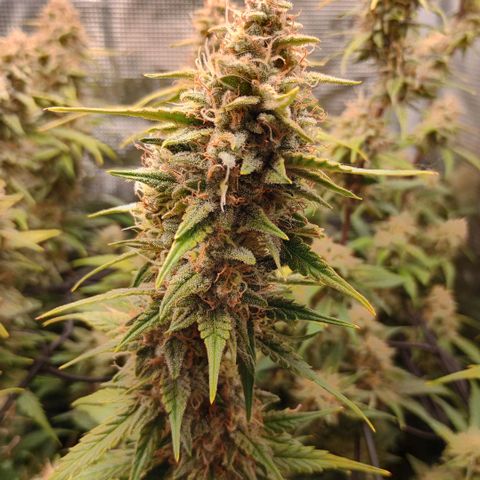 Pineapple Express  growlog timeline photo