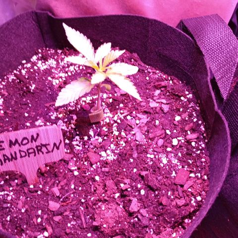 Lemon Mandarin  growlog timeline photo
