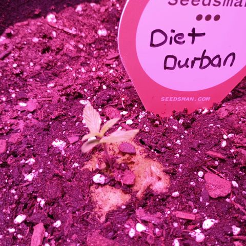 Diet Durban THC-V 1:1 ratio growlog timeline photo