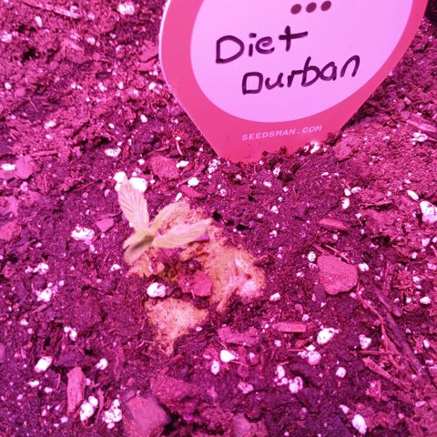 Diet Durban THC-V 1:1 ratio growlog photo: Day 8
