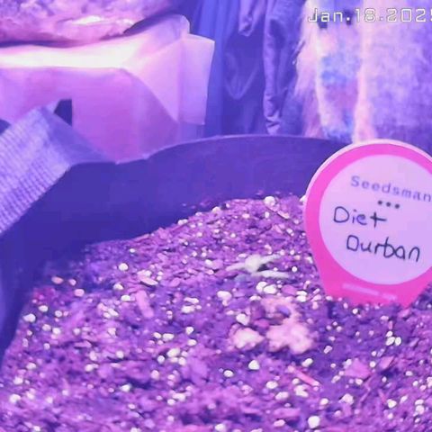 Diet Durban THC-V 1:1 ratio growlog photo: I believe this is a very small strain or slow grower. 