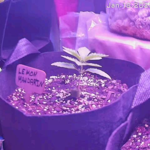 Lemon Mandarin  growlog photo: Almost out of seedling stage