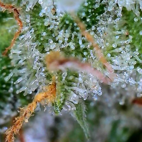 Pineapple Express  growlog photo: Maybe a week