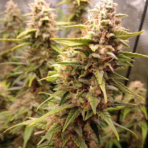 Pineapple Express  growlog photo: Maybe a week