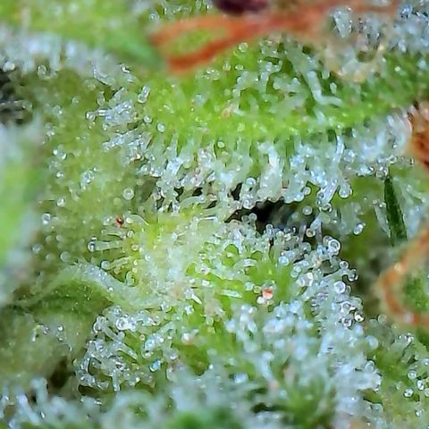 Pineapple Express  growlog photo: Maybe a week