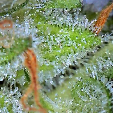 Pineapple Express  growlog photo: Maybe a week