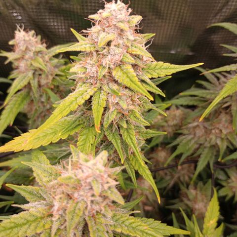 Pineapple Express  growlog photo: Maybe a week