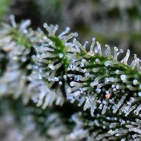 Pineapple Express  growlog photo: Maybe a week