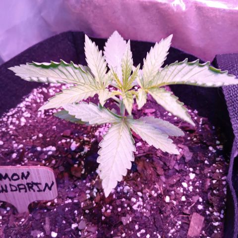 Lemon Mandarin  growlog photo: Over watering causing sides of leaves to curl in. 