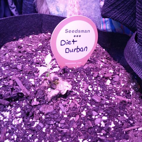 Diet Durban THC-V 1:1 ratio growlog timeline photo