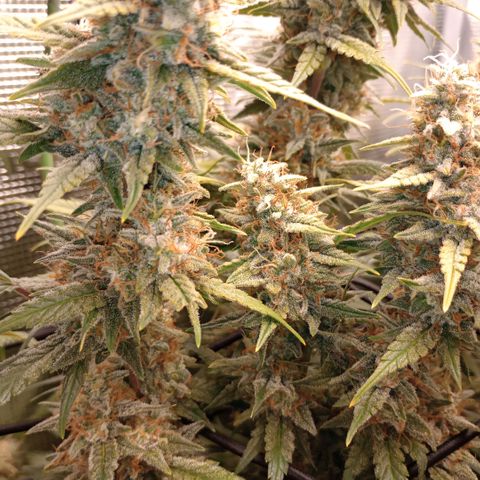 Pineapple Express  growlog timeline photo