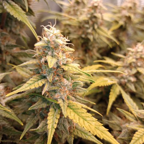 Pineapple Express  growlog photo: Maybe 3-5% amber only on leaves and not Buds