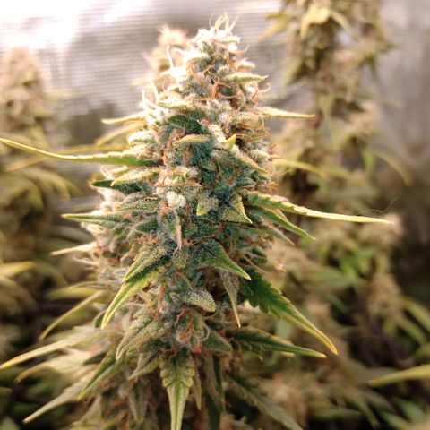 Pineapple Express  growlog photo: Maybe 3-5% amber only on leaves and not Buds