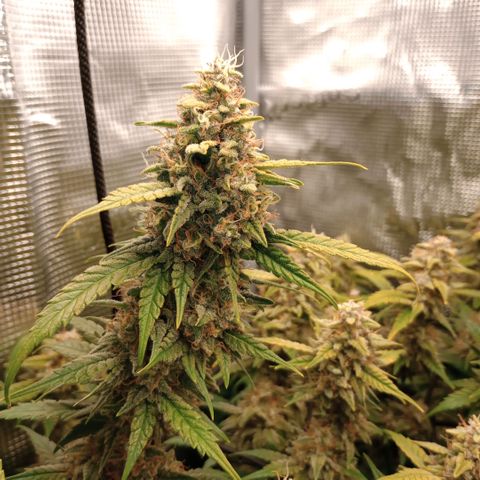 Pineapple Express  growlog photo: Maybe 3-5% amber only on leaves and not Buds