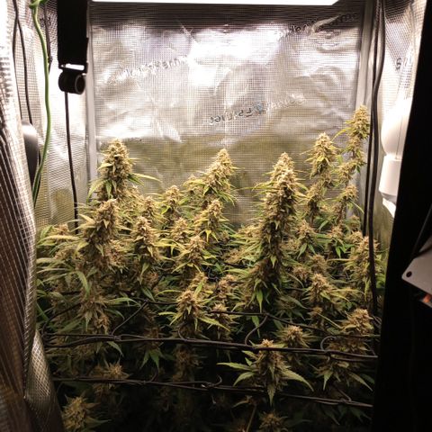 Pineapple Express  growlog photo: Maybe 3-5% amber only on leaves and not Buds
