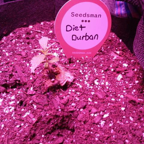Diet Durban THC-V 1:1 ratio growlog photo: Very slow growing plant. It's on its 4th node coming out but it's soo small 