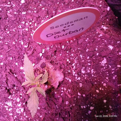 Diet Durban THC-V 1:1 ratio growlog photo: Very slow growing plant. It's on its 4th node coming out but it's soo small 