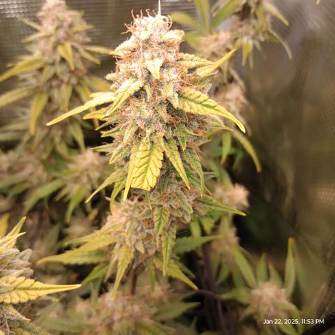 Pineapple Express  growlog photo: Trichomes are really starting to turn cloudy or white. 