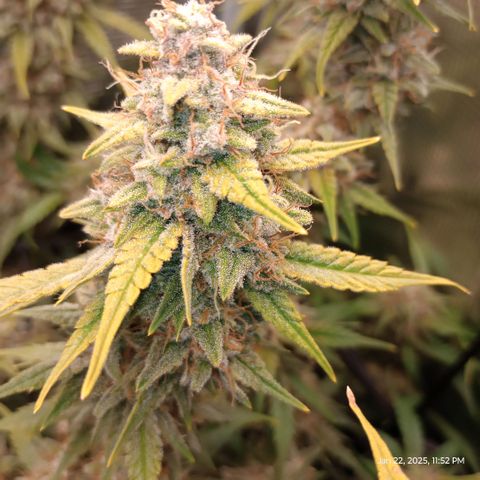 Pineapple Express  growlog photo: Trichomes are really starting to turn cloudy or white. 
