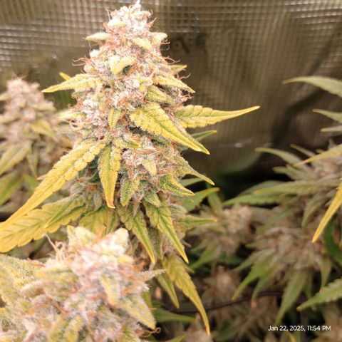 Pineapple Express  growlog photo: Trichomes are really starting to turn cloudy or white. 