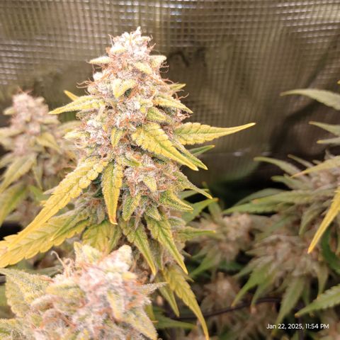 Pineapple Express  growlog timeline photo