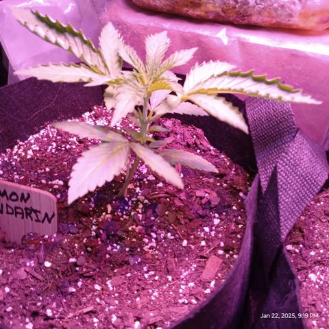 Lemon Mandarin  growlog timeline photo