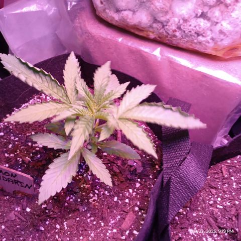 Lemon Mandarin  growlog timeline photo